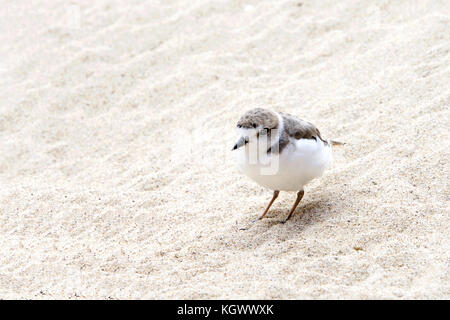 Uno Snowy Plover bird su di una spiaggia di sabbia Foto Stock