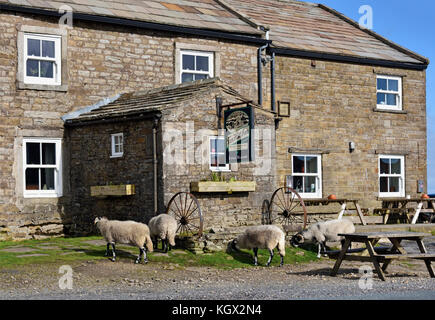 Pecore al di fuori di Tan Hill Inn, Richmondshire, North Yorkshire, Inghilterra, Regno Unito, Europa. Foto Stock