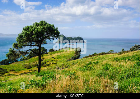 Erba prato sopra Cove della cattedrale, coromandel, Isola del nord, Nuova Zelanda Foto Stock