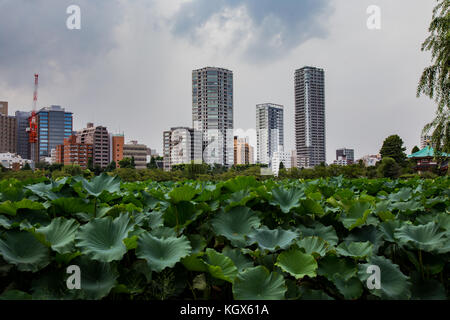 Gli alti edifici e condomini si vede attraverso uno dei weed soffocato stagni nel Parco di Ueno, Giappone Foto Stock