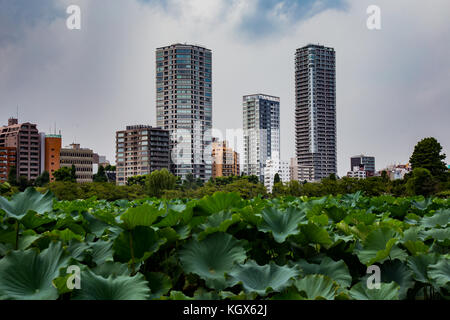 Gli alti edifici e condomini si vede attraverso uno dei weed soffocato stagni nel Parco di Ueno, Giappone Foto Stock