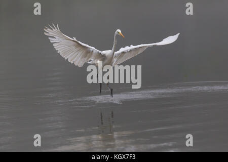Naturale di atterraggio airone bianco maggiore (Egretta alba) nella nebbia in acqua Foto Stock