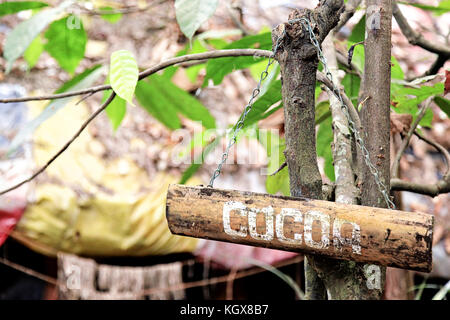 Rettangolo di legno con la parola cacao stampati su di essa con il colore bianco, impiccato da piccola catena su un albero in un giardino tropicale in sri lanka Foto Stock