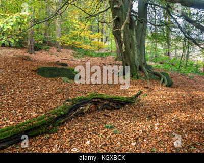 Tappeto di foglie cadute sotto un albero in Abel Cote di legno in autunno vicino Pecket ben Hebden Bridge West Yorkshire Inghilterra Foto Stock