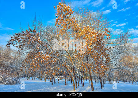 Coperta di neve acero (ácer negúndo) con semi d'oro sui rami nel paesaggio invernale in inverno bella giornata di sole con un luminoso cielo blu Foto Stock