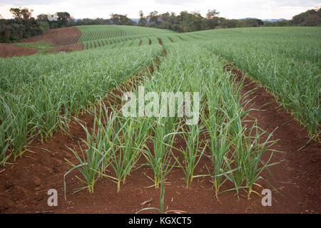 Aglio plantation sulla terra rossa Foto Stock