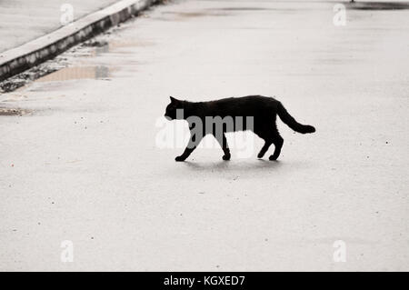 Gatto nero che attraversa la strada Foto Stock