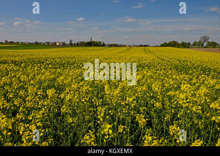 I campi di colore giallo e di canola crescente base di cereali con un villaggio e di una chiesa torre all'orizzonte. cielo blu con nuvole poco Foto Stock