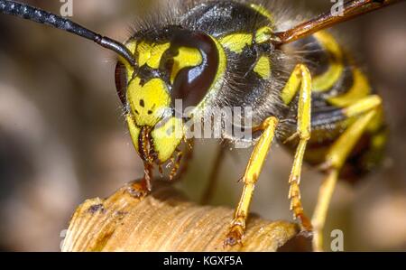Wasp su uno sfondo nero di insetti selvatici macro Foto Stock