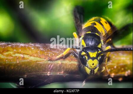 Wasp su uno sfondo nero di insetti selvatici macro Foto Stock