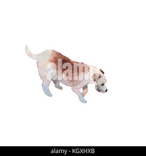 Jackrussel terier cucciolo di cane del disegno a mano acquerello Foto Stock