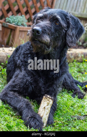 Labradoodle - Rory Foto Stock