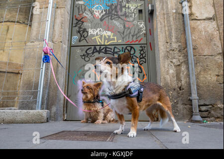 I cani di piccola taglia al di fuori di una porta che si affacciano sulla strade strette a Barcellona,Spagna. Foto Stock