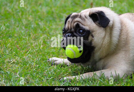 Pug all'aperto godendo della Campagna britannica Foto Stock