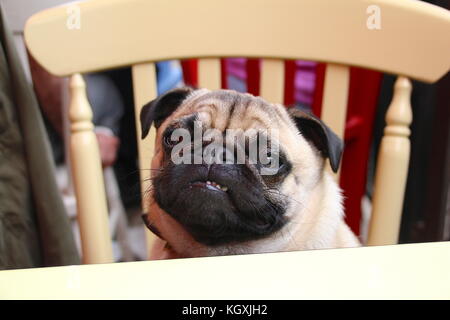 Pug all'aperto godendo della Campagna britannica Foto Stock
