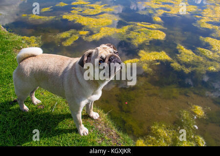 Pug all'aperto godendo della Campagna britannica Foto Stock