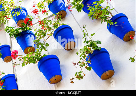 Dipinto di blu vasi da fiori piantati con Geranio montato su un bianco lavato parete. Foto Stock