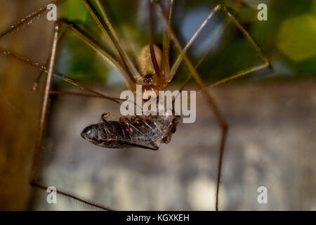 Close up spider foto macro insetto Foto Stock