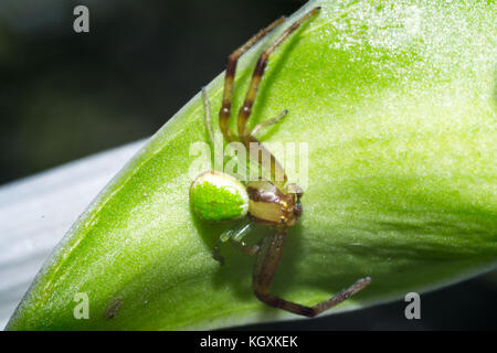 Close up spider foto macro insetto Foto Stock