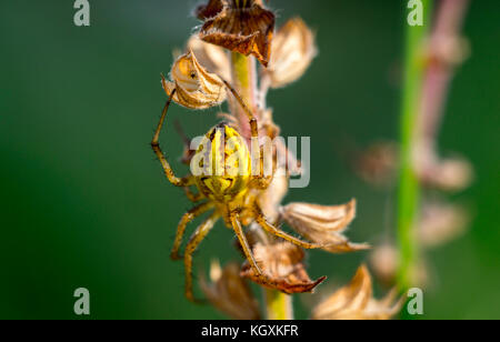 Close up spider foto macro insetto Foto Stock