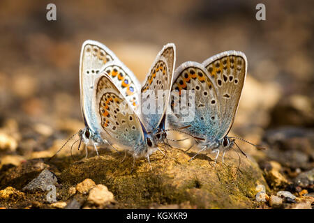 Molte belle gossamer-winged farfalle insieme a riposo Foto Stock