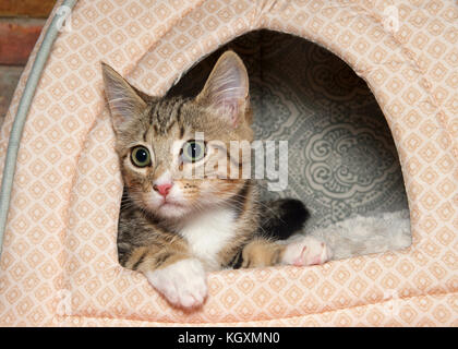 Ritratto di una vasta eyed marrone, nero e bianco spogliato tabby kitten peaking al di fuori di un letto di Kitty, pupille dilatate. Foto Stock