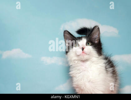 Ritratto di un bianco e nero tabby gattino con nero posto sulla punta del naso cercando in aria al di sopra di visualizzatore. Sfondo blu cielo con nuvole. Copia Foto Stock