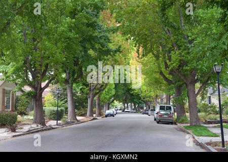 Tall Ambra liquida, comunemente chiamato dolce gum tree, o dolce americana gum tree, fodera un vecchio quartiere a nord della California. fine estate autunno Foto Stock