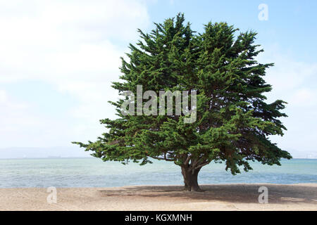 Monterey Pino, una specie di pino nativo della costa centrale della California e del Messico, crescente sulla spiaggia nel nord della California Foto Stock