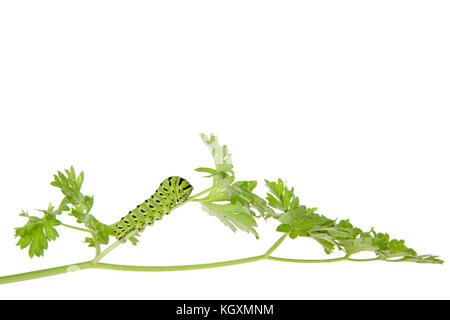 Uno nero a coda di rondine, caterpillar Papilio polyxenes, salendo per impianto di prezzemolo in cerca di cibo. Isolato su sfondo bianco. Foto Stock