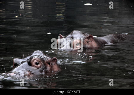 Ippopotamo / Ippona nello zoo indonesiano cercano di nascondersi sotto l'acqua Foto Stock