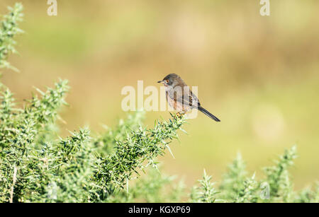 Dartford trillo (Sylvia undata) arroccato su gorse Foto Stock