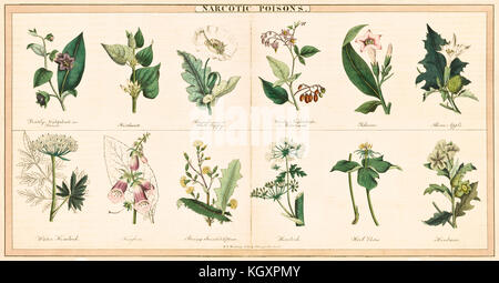 Vecchia illustrazione di dodici piante stupefacenti. Da Spratt e Madeley, publ. in London, 1843 Foto Stock