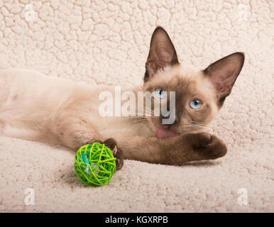 Carino gattino siamese leccare la sua zampata distesi su un morbido manto, guardando verso l'alto Foto Stock