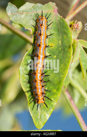 Grandi arancione e grigio gulf fritillary butterfly caterpillar su una foglia di passiflora Foto Stock