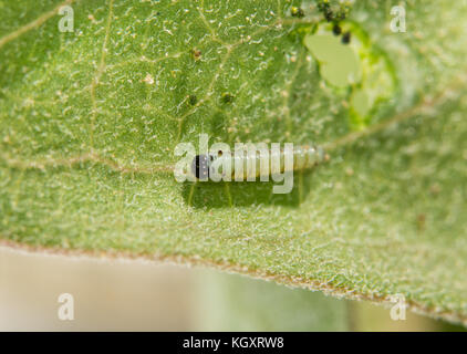 Molto piccola prima monarca instar caterpillar subito dopo la schiusa di uova, in appoggio su un milkweed dopo aver mangiato un foro nella foglia Foto Stock