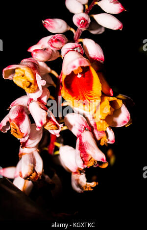 Splendida fioritura di zenzero dall'isola di Maui, Hawaii. notturno di flash fotografia di fiori, evidenzia i colori piacevolmente. Foto Stock