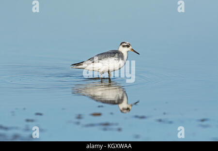 Grigio (phalarope Phalaropus fulicarius) in inverno piumaggio. La specie è chiamato red phalarope in America del nord a causa dell'estate piumaggio di colore. Foto Stock