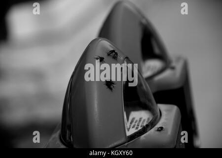 Houseflies riuniranno in una città parcometro per un motivo sconosciuto; presumibilmente di mate. presi in bianco e nero. Foto Stock