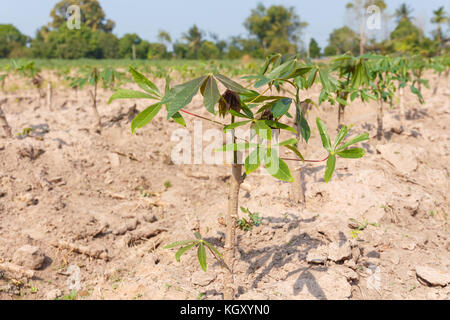 La Manioca di piccolo albero in crescita in fattoria, concetto di agricoltura Foto Stock