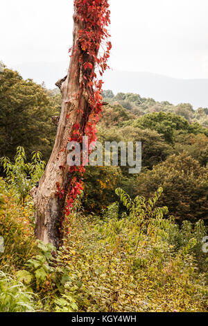 Shennandoah parco nazionale di scenic drive, Stati Uniti d'America Foto Stock