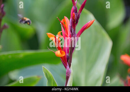 Fiore & Bee Foto Stock