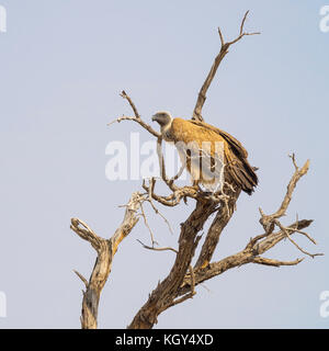 Un bianco-backed vulture appollaiato su un albero morto nel kgalagadi parco transfrontaliera a cavallo tra il Sud Africa e il Botswana. Foto Stock