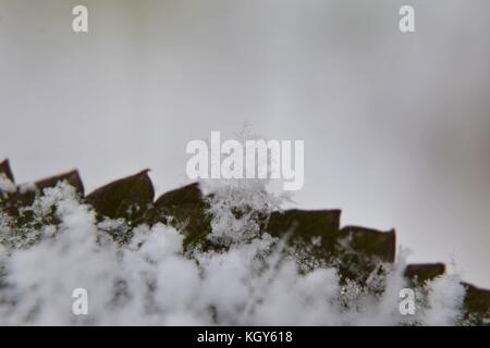 Close up di fiocchi di neve sul bordo della foglia durante le prime nevicate Foto Stock