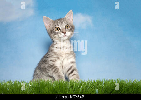 Piccolo grigio e bianco spogliato tabby gattino seduto in erba verde cercando leggermente per gli spettatori a destra. Sfondo blu cielo con nuvole. Foto Stock