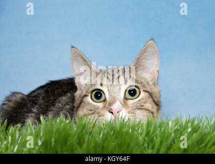 Close up ritratto di un marrone e marrone spogliato tabby gattino rannicchiato all'erba verde guardando al visualizzatore. Sfondo blu. Foto Stock