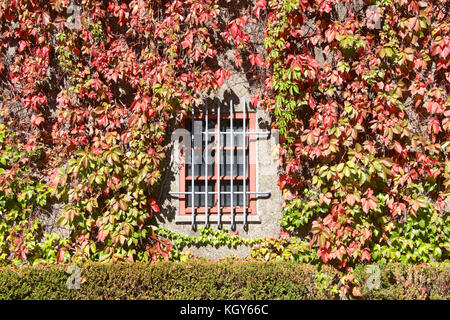 Edera che cresce su un muro con una finestra che sporge attraverso la crescita, piccola siepe verde di seguito. Foto Stock