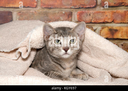 Piccolo grigio e marrone tabby kitten peaking cautamente fuori da sotto una luce marrone blanket guardando il visualizzatore. muro di mattoni in background. Foto Stock