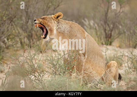 Sbadigliare leonessa (Panthera leo), Deserto Kalahari, Sud Africa Foto Stock
