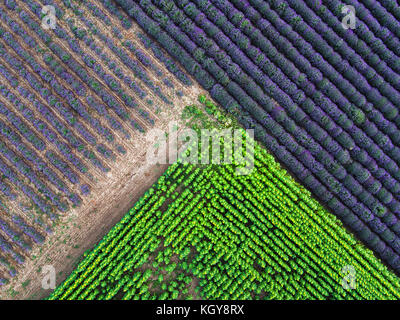 Vista aerea di un paesaggio con lavanda e un campo di semi di girasole Foto Stock